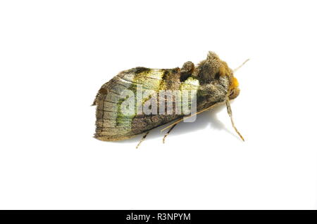 L'ottone brunito moth Diachrysia chrysitis isolati su sfondo bianco Foto Stock