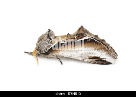 Il Swallow prominente moth Pheosia tremula isolati su sfondo bianco Foto Stock