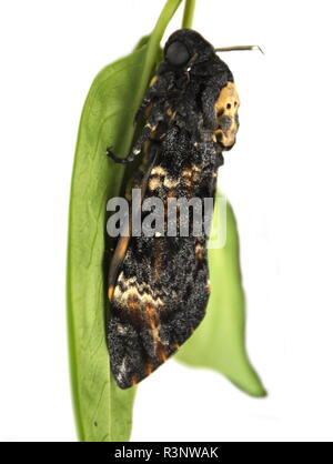 La morte del capo-Hawk moth, Acherontia atropo su sfondo bianco Foto Stock
