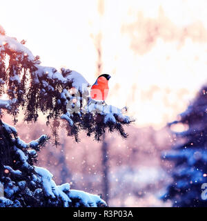 Bella vista invernale con un uccello luminoso il bullfinch è seduta su alberi coperti di neve in una soleggiata nuovo anno di Park Foto Stock