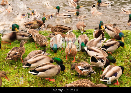 Le anatre bastarde, Beacon Hill Park, Victoria, British Columbia, Canada Foto Stock