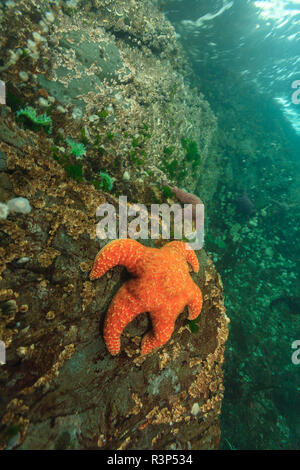 Invertebrati poco profonda vita marina, passaggio di doratura, nel nord della isola di Vancouver, British Columbia, Canada Foto Stock