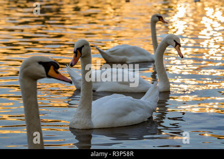 Ritratto di una splendida piscina di cigno tra gli altri uccelli nelle acque del fiume Moldava a Praga Repubblica Ceca, durante l'ora d'Oro Foto Stock