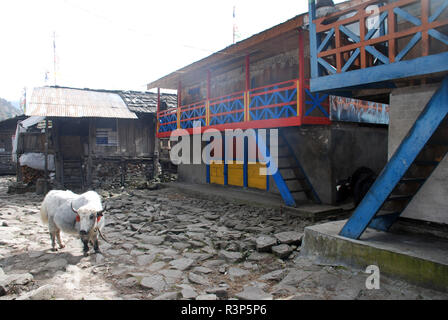 Il villaggio himalayana di Olangchung Gola in Nepal Foto Stock