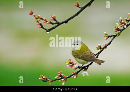 Canada, Manitoba, Winnipeg. Tennessee trillo a Nanchino cherry arbusto. Foto Stock