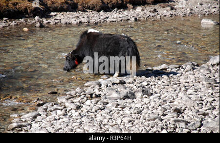 Un yak drink da un fiume in Nepal Foto Stock