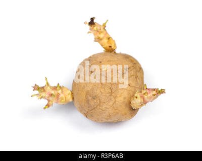 Patate germogliati isolato su bianco Foto Stock