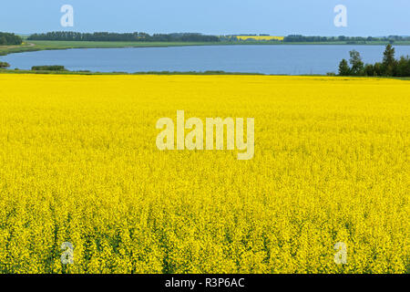 Canada, Manitoba, Saint Leon. Raccolto di canola e Lac San Leon. Foto Stock