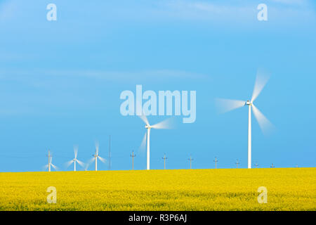 Canada, Manitoba, Saint Leon. La Canola di colture e di turbine eoliche. Foto Stock