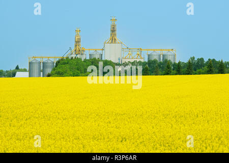 Canada, Manitoba, Saint Leon. Elevatore della granella e raccolto di canola. Foto Stock