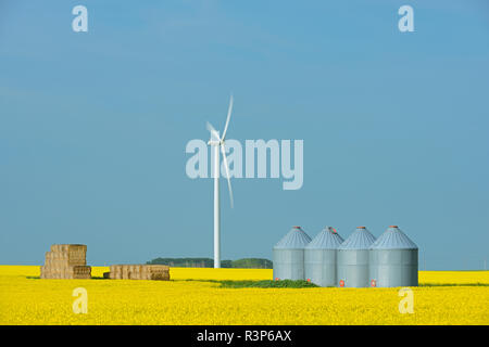 Canada, Manitoba, Saint Leon. Raccolto di canola e delle turbine a vento. Foto Stock