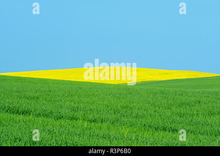 Canada, Manitoba, Saint Leon. La Canola e colture di frumento. Foto Stock