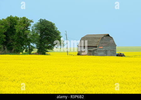 Canada, Manitoba, Saint Leon. Raccolto di canola e granaio. Foto Stock