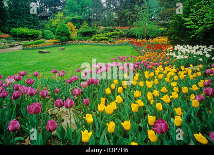 Canada Ontario, Hamilton. I tulipani in Royal Botanical Gardens. Foto Stock