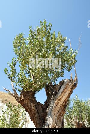 kopfweide Foto Stock