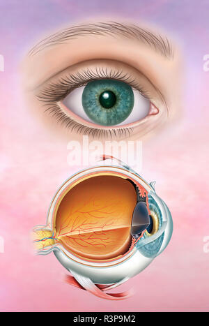 Illustrazione composta dell'occhio umano in una versione realistica e poi l'anatomia dell'occhio con la sua struttura e gli strati che lo compongono. Foto Stock
