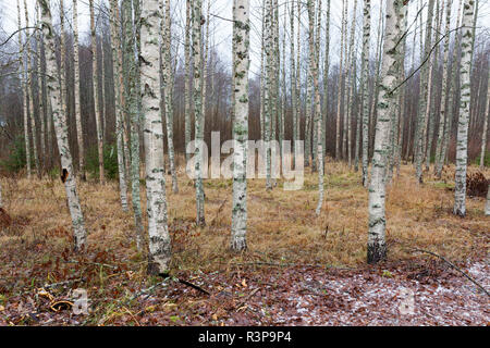 Bosco di betulle, paesaggio in Finlandia Foto Stock