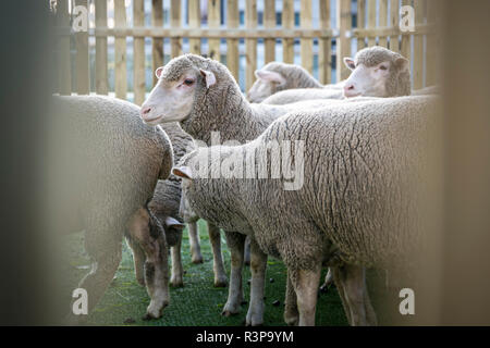 Pecore,pecore merino in una enclosure Foto Stock