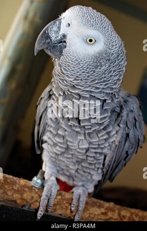 Un domestico, maschio, pappagallo grigio africano. Foto Stock