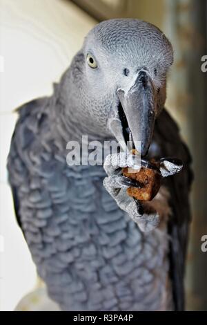 Un domestico, maschio, pappagallo grigio africano. Foto Stock