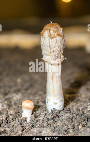 Funghi, Museo dei funghi, Saumur, Valle della Loira, in Francia, in Europa Foto Stock