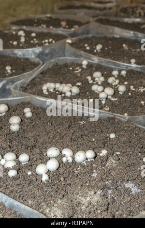 Funghi, Museo dei funghi, Saumur, Valle della Loira, in Francia, in Europa Foto Stock