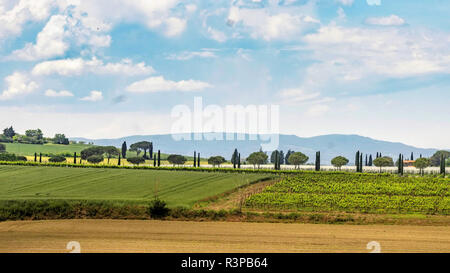 Italian cipressi all'orizzonte lungo un viale Foto Stock