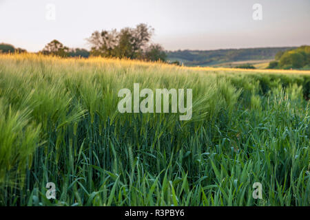 New Scenic 5 posti del raccolto di orzo, Vexin Regione, Normandia, Francia Foto Stock