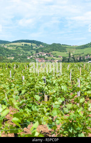 Vigneto, Pierreclos, Maconnaise, Borgogna, in Francia, in Europa Foto Stock