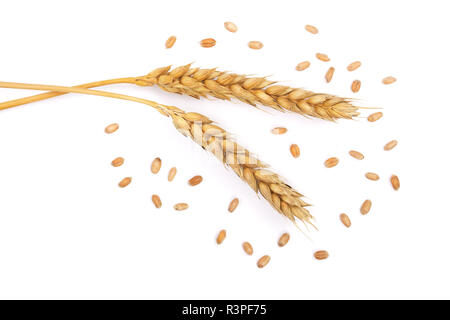 Il grano e le spighe di grano isolato su sfondo bianco. Vista superiore Foto Stock