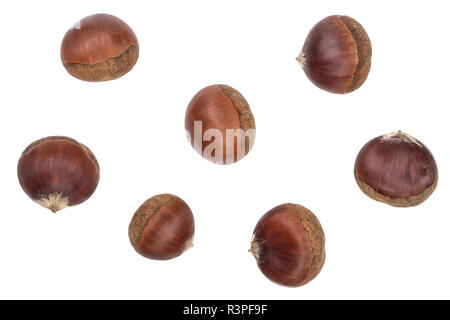 Castagna isolata su sfondo bianco. Vista dall'alto. Lay piatto Foto Stock