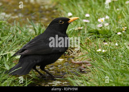 Merlo Foto Stock