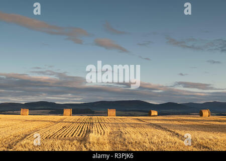 Una fila di cinque balle di paglia allineati sul bordo di un campo nelle zone rurali Aberdeenshire con Pitfichie foresta e Cairn William in background. Foto Stock