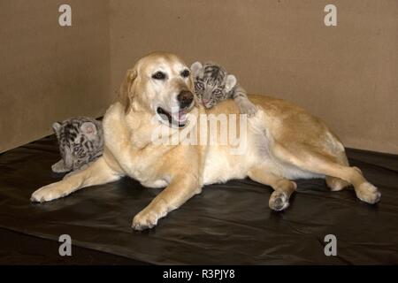 Il Labrador e bianco cuccioli di tigre Foto Stock