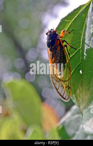 Close up di un vividamente colorate, 17 anno cicala per adulti con intricati, Ali trasparente Foto Stock