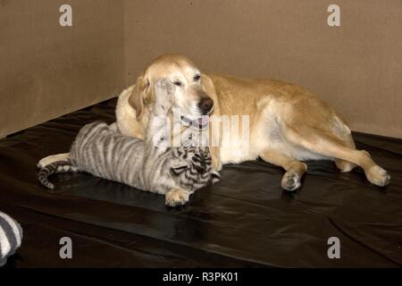 Il Labrador e bianco cuccioli di tigre Foto Stock