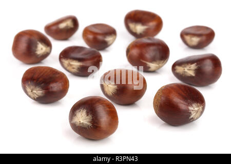 Sweet Chestnut isolati su sfondo bianco Foto Stock