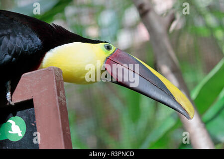 Chestnut Mandibled Toucan, Costa Rica Foto Stock