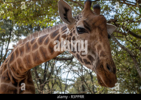 Giraffe Centre di Nairobi, Kenya razze attivamente e si prende cura di pericolo le giraffe di Rothschild (Giraffa camelopardalis rothschildi) Foto Stock