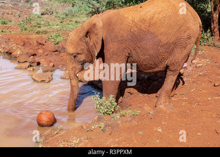 Il David Sheldrick Wildlife Trust dell' elefante africano orfanotrofio a Nairobi in Kenya Foto Stock