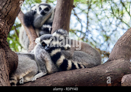 Anello-tailed lemur appoggiata Foto Stock