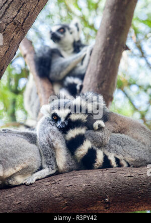 Anello-tailed lemur appoggiata Foto Stock