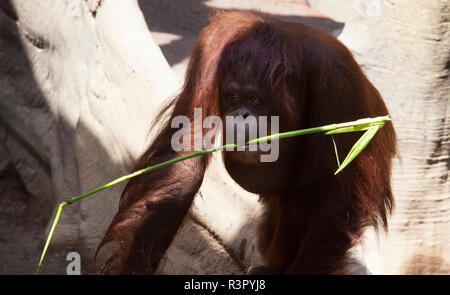 Orango Tango con canna stick Foto Stock