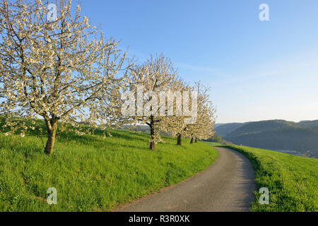 La Svizzera, la fioritura dei ciliegi su un prato oltre alla strada di campagna Foto Stock