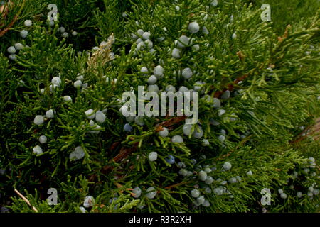 Un verde juniper bush close-up foto con freschi colori blu bacche di ginepro ancora sugli steli. Foto Stock