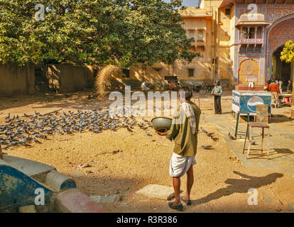 RAJASTHAN JAIPUR INDIA OFFERTE PUJA frumento gettato a un gregge di alimentare i piccioni Foto Stock