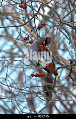 Bohemian Waxwing (Bombycilla garrulus) mangiare crabapples, Bar Harbor, Maine Foto Stock