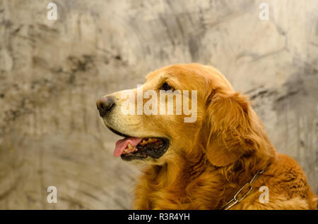 Vista laterale vicino la foto di una Golden Retriever cane di razza seduti di fronte isolato studio su sfondo grigio Foto Stock