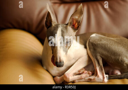 Vicino la foto di un giovane Levriero Italiano cane dorme e rilassarvi su una poltrona in salotto Foto Stock