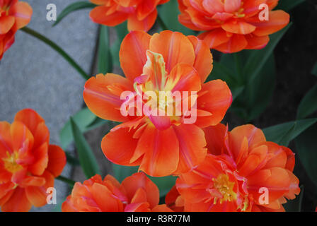 I tulipani Zoe fioritura. Tempo di primavera nei Paesi Bassi. Foto Stock